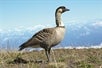 Endemic Hawaiian goose "Nene" captured on camera on top of the Haleakala mountain with blue sky and sea of clouds behind.
