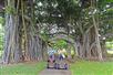Kapiolani Park's 100 year old Indian Banyan trees. - Hawaii Hoverboarding Waikiki “Aloha” Tour