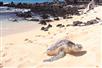 We'll take you to spots only the locals know, like this beach where sea turtles come to sunbathe!