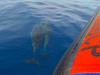 Dolphins escorting boat - Kealakekua Bay Snorkel & Coastal Adventure in Kailua-Kona, Hawaii