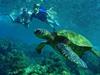 Swimming with Hawaiian sea turtles - Kealakekua Bay Snorkel & Coastal Adventure in Kailua-Kona, Hawaii