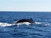 Whale back - Waikoloa Whale Watch