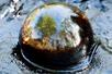 Close up of a tar bubble with trees and the sky reflecting off it at the La Brea Tar Pits.