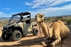 Las Vegas Guided UTV Safari Ride with Camel Encounter with the camel.