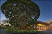 Hotel entrance with a magnificent tree.