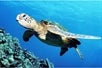 Hawaiian Green Sea Turtle at Molokini Snorkel & Performance Sail