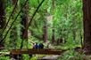 A group of people standing a wooden bridge in the middle of the Redwoods in the Muir Wood National Monument,