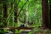 Beauty of Nature - Muir Woods Redwood Forest and Sausalito Tour from San Francisco, California
