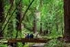 A group of family looking around at Muir Woods 