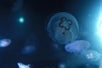 Moon jellies