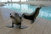 California Sea Lion Pups. Photo Credit: K. Ellenbogen