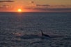 Sunset on the New England Aquarium Whale Watch Cruise