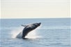 Freckles breach calf whale on the New England Aquarium Whale Watch Cruise