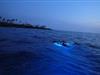 Night Manta Swim in Keauhou, HI