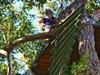 NorthShore Zipline Canopy Tours in Haiku, Hawaii