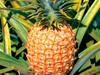 See Hawaiian pineapples growing in the garden of the Dole Pineapple Pavilion.