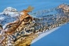 An alligator with a dragonfly at Cajun Pride Swamp Tours in New Orleans, Louisiana.