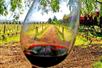 Looking at rows of grapevines through a wine glass partially full of red wine