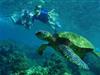 Swim with turtles - Private Charter in Kailua-Kona, Hawaii