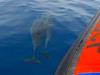 Dolphins escorting boat - Private Charter in Kailua-Kona, Hawaii
