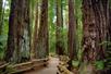 The path between the giant redwoods in Muir Woods