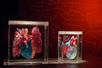 Two anatomically correct colorful models in glass boxes on display in a red room at REAL BODIES at Horseshoe Las Vegas.