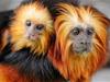 New at the Zoo! The Golden Headed Lion Tamarins are some of the smallest, and rarest monkeys on earth.