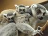 A female Lemur and her babies at Rainforest Adventures in Sevierville, Tennessee