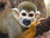 This Squirrel Monkey is one of over 600 live animals, representing over 130 species at Rainforest Adventures in Sevierville, Tennessee.