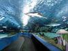 Ripley's Aquarium in Myrtle Beach, South Carolina