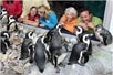 Ripley’s Penguin Playhouse Opening in early 2020 - Ripley's Aquarium in Myrtle Beach, South Carolina