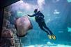 Enjoy entertaining dive and feeding shows in Coral Reef, Stingray Bay and Penguin Playhouse.
