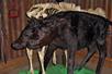 A dark brown calf with two heads on display at Ripley's Believe It or Not! Orlando Odditorium in Orlando, Florida.