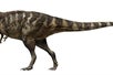 Daspletosaurus torosus at Royal Ontario Museum