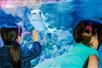 Two young girls with their faces pressed to the glass of a tank of fish at SEA LIFE Kansas City in Kansas City, Missouri.