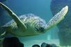 A sea turtle swimming by a rock at SEA LIFE Kansas City in Kansas City, Missouri.