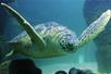 A sea turtle swimming by a rock at SEA LIFE Michigan in Auburn Hills, Michigan.