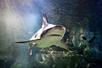 A shark swimming in a tank with light shining on it at SEA LIFE Michigan in Auburn Hills, Michigan.