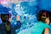 Two young girls with their faces pressed to the glass of a tank of fish at SEA LIFE Michigan in Auburn Hills, Michigan.