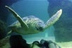 Sea turtles - SEA LIFE Minnesota