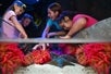 A joyful scene of a woman and three children interacting with colorful sea life in an aquarium, surrounded by vibrant pink sea anemones.