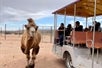 Safari Tram Ride with Camel Safari Zoo Las Vegas