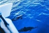 Sail Maui gets as close to marine wildlife as possible in the breeze