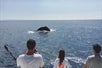 Maui is the best place to see humpback whales
