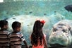 Children view the hippos at the San Antonio Zoo