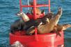 Several sea lions sitting on a bright red buoy with the sun shining on them on the San Diego Whale and Dolphin Watching Cruise.