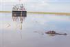 An alligator with the top of his head peaking out of the water and an airboat full of people in the background.