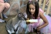 A young girl feeds a kangaroo at SeaQuest.