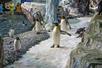 Several penguins walking on ice and swimming in their enclosure at SeaWorld in Orlando, Florida.