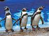 Penguin Habitat --- Meet our adorable penguins welcoming you!